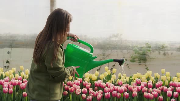 Young Woman Watered the Flowers in the Greenhouse Pink and Yellow Tulips alt