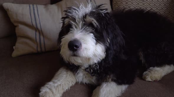 Fuzzy, cute Bernedoodle puppy lies quietly on sofa indoors, poodle mix dog alt