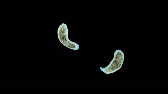 Worm Porfirievia Sp. Under the Microscope. Families Protomonotresidae, Endemic alt