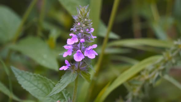 Plant Used in Folk Medicine Stachys Palustris in a Meadow Closeup alt