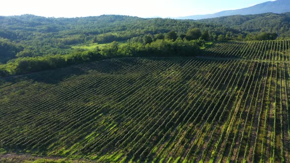 Aerial Shot of Large Vineyard Fields Among the Mountains alt