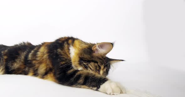 Brown Tortie Blotched Tabby and White Maine Coon Domestic Cat, Female playing Normandy in France, alt