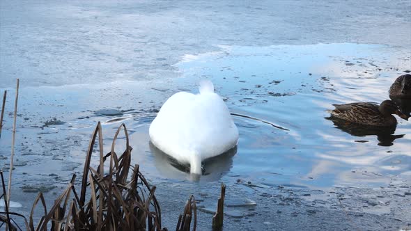 White swan (Cygnus olor) on the lake in winter. The biggest flying birds alt