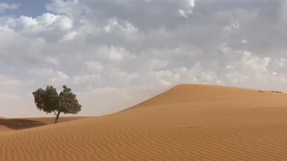Lonely Tree in Desert in Windy Weather
