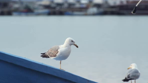 Seagulls