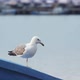Seagulls - VideoHive Item for Sale