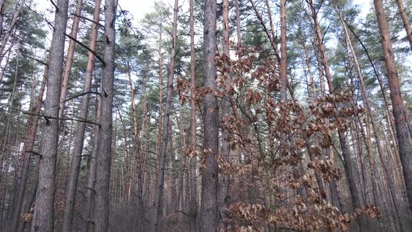 Trees in a Pine Forest During the Day Aerial View alt