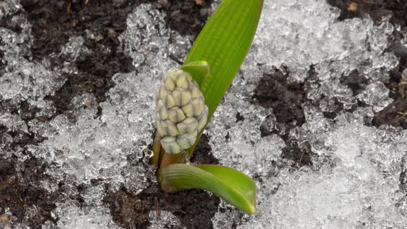 Spring Flowers From Under the Snow alt
