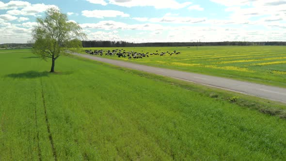 Picturesque Landscape with a Herd of Cows and a Lone Tree in a Green Field. Cattle Grazing alt