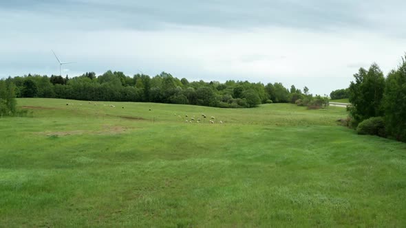 Drone Shot of Sheep Pasture alt