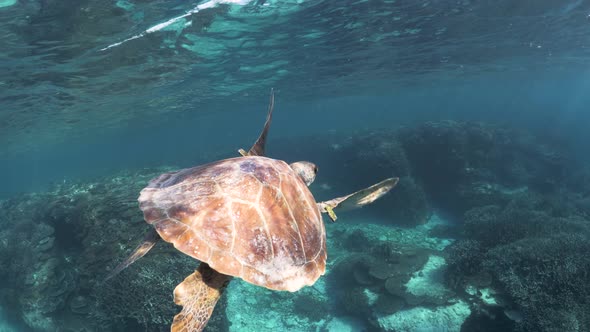 Sun beams shining through clear water flickering off the back of a turtles shell creating light patt alt