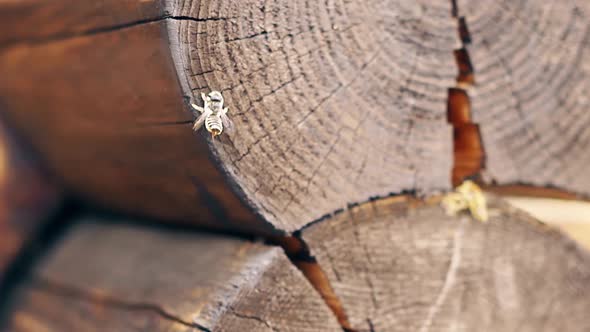 Macro Slow Motion Bees Fly Around the Nest Near the Logs Try To Mate Build a Nest alt