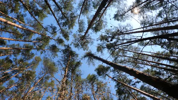 Vertical Video of the Forest Landscape Slow Motion alt