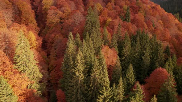 Flying Over Colorful Autumn Forest Tree Crowns at Sunrise