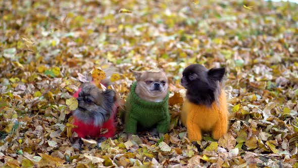 Three dressed small dogs under the falling autumn leaves.