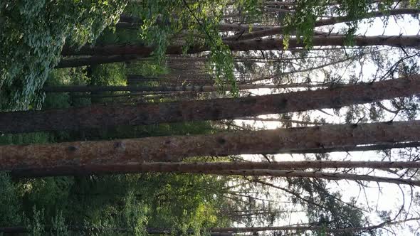 Vertical Video of a Forest with Pine Trees alt