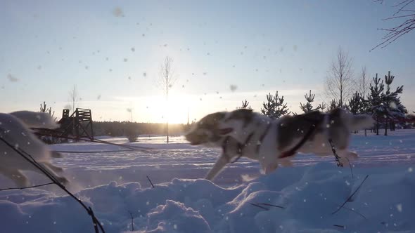 A Team of Sled Dogs Pulling a Sled Through the Wonderful Winter Calm Winter Forest alt