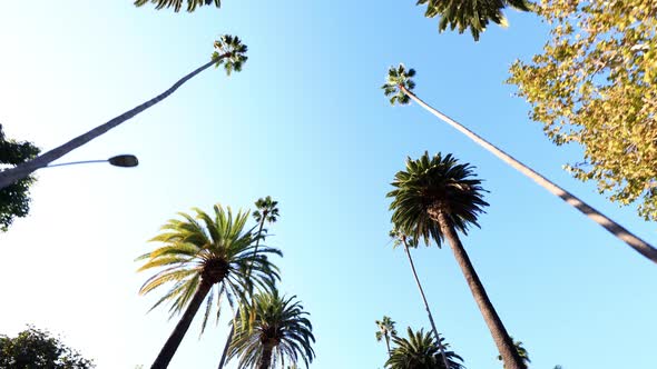 Rows a palm trees in Beverly Hills California alt