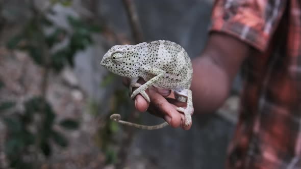Chameleon Sitting in Black Man Hand African Holds Funny Lizard in Palm Zanzibar alt