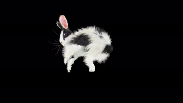 57 Rabbit Aerial Evad 4K alt