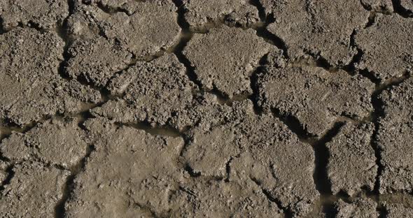 Drought in the Marshes of Camargue, in the South East of France, Real Time 4K alt