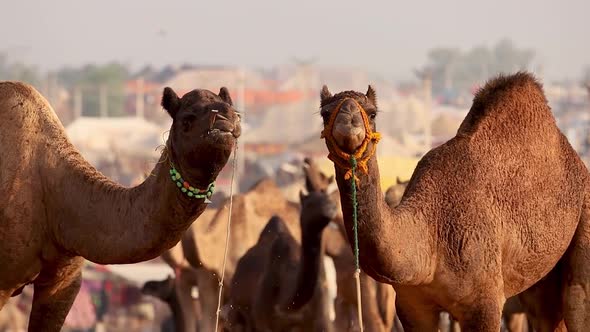 Camels At The Pushkar Fair, Also Called The Pushkar Camel Fair Or ...