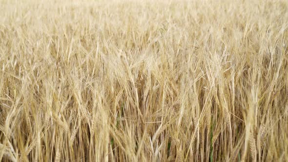 Wheat field. Golden ears of wheat on the field. 