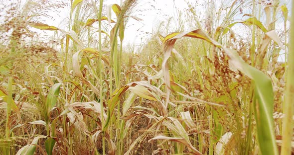 Sorghum Cultivation for Biomass Production alt