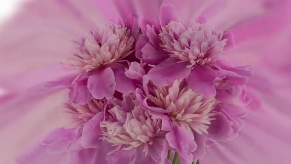 Beautiful Pink Peony Bouquet Open on Pink Background alt