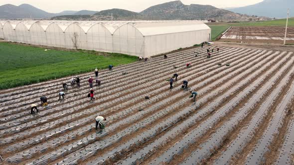 Greenhouse Workers alt