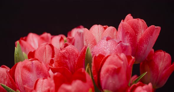 Dew Drops on Fresh Tulips on Black Background alt
