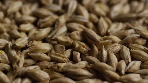 Rotating shot of barley and other beer brewing ingredients  alt
