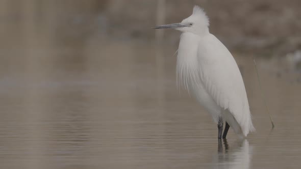 Little Egret on a Windy Day