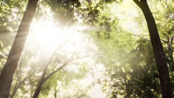 Larch Forest with Sunlight and Shadows at Sunrise alt