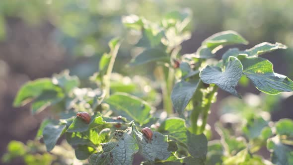 Colorado Potato Beetles Eat Green Potato Leaves the Pest Beetle Destroys Potato Crops alt
