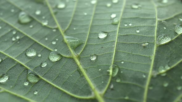 Rotation Leaf Texture With Raindrops