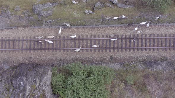 Animals Walking Along a Railway Track Endangering Oncoming Trains alt