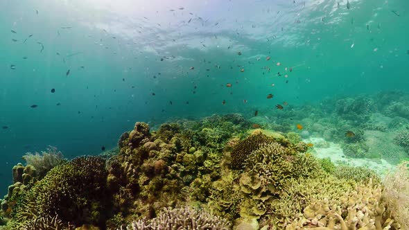 Coral Reef and Tropical Fish alt