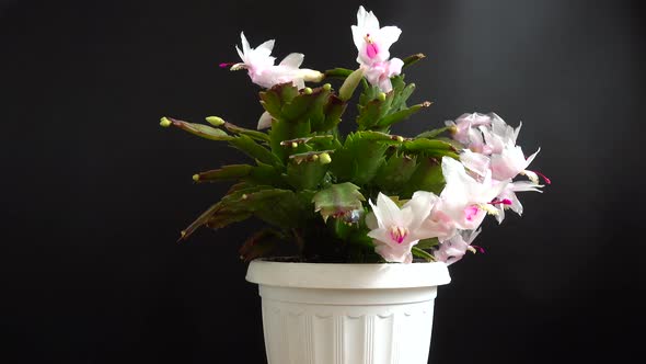 Schlumbergera truncata alt