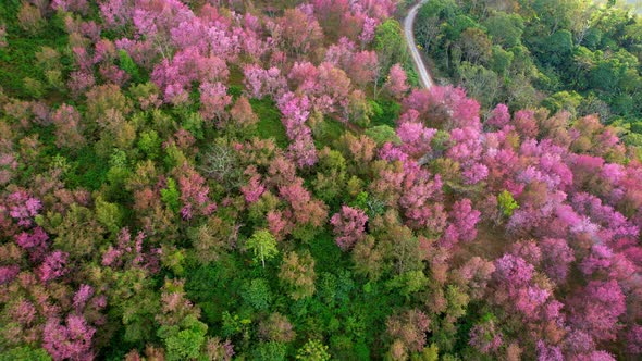 Wild Himalayan Cherry Blossom (Prunus cerasoides) bloom on the hill alt
