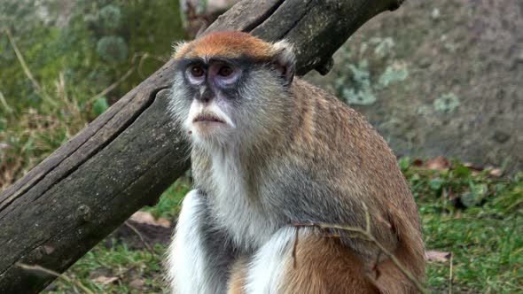 The patas monkey (Erythrocebus patas)