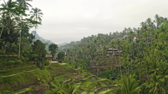 Drone Over Tegalalang Terraced Fields Of Ubud alt