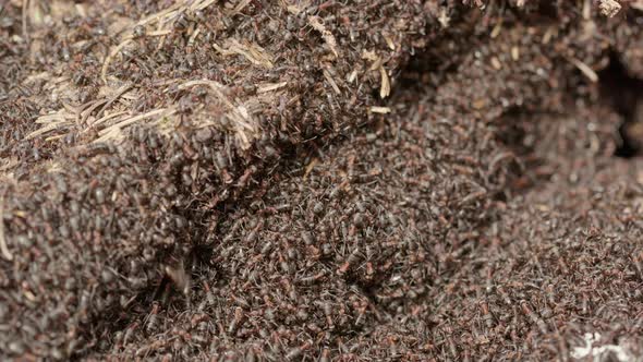 Red wood ant colony, Formica rufa, in a forest in Sweden, close up alt