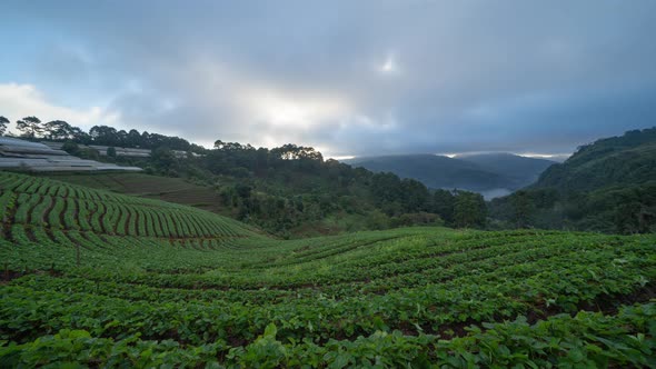 Time lapse of green fresh tea or strawberry farm, agricultural plant fields in Asia alt