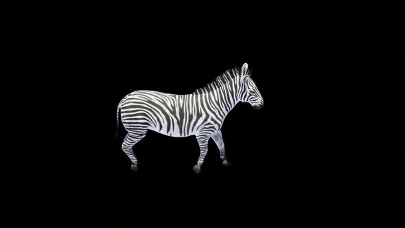 Zebra walk 4k alpha loop 2