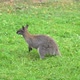 Kangaroo in the grass - VideoHive Item for Sale