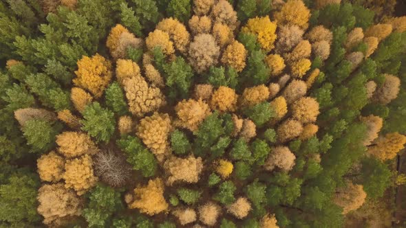 Aerial Footage of Colorful Forest in Autumn Season. Yellow and Green Trees