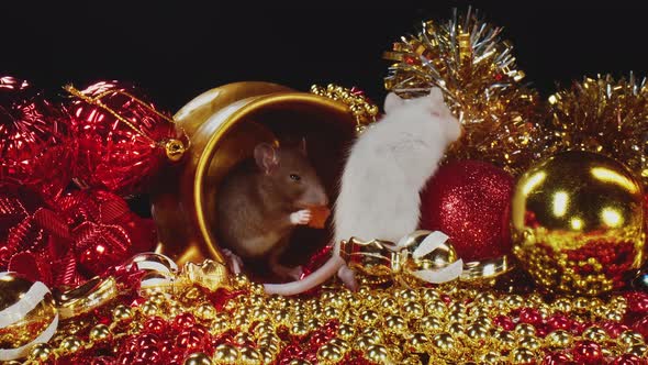 Grey Rat Sits in Gold Pot, White Rat Is Moving Around New Year Decorations.