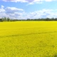 Aerial Rapeseed Field Blooming - VideoHive Item for Sale