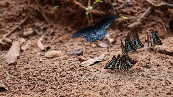 panning shot Group of The Common Jay butterfly on the ground alt
